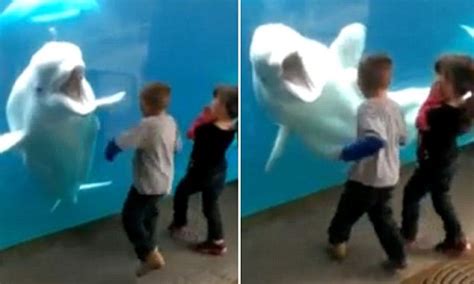 Beluga Whale Plays With Children During Aquarium Visit Daily Mail Online
