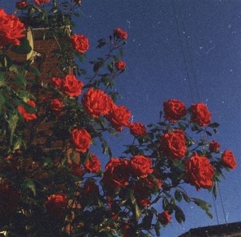 15 Wallpaper Roses Aesthetic Images