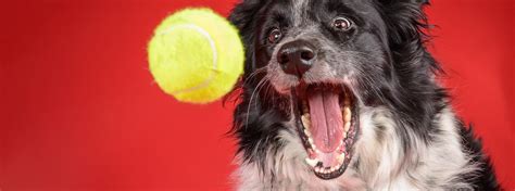 4 Healthy Tennis Ball Games For Dogs Manypets