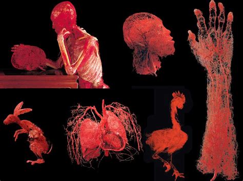 Ive Put Some Pictures Together Of Plastinated Blood Vessels Did You