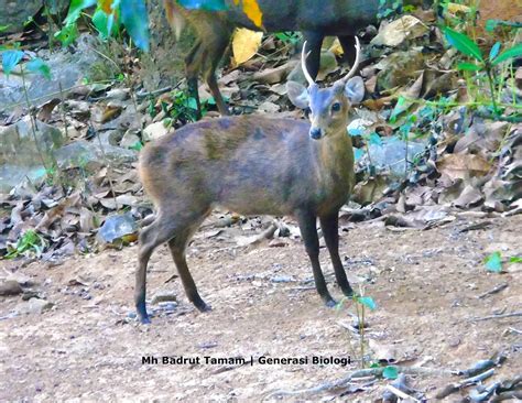 Berfungsi sebagai nasihat tidak didahului oleh kata sendi nama seperti, bagai, laksana dan umpama sudah terhantuk baru tengadah belum duduk sudah berlunjur 5. 6 Jenis Rusa (Cervidae) di Indonesia - Generasi Biologi