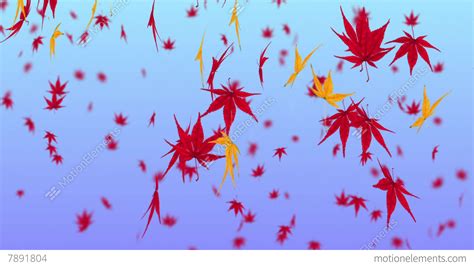 Acer palmatum 'rhode island red' zone: Falling Japanese Maple Leaf 3 Stock Animation | 7891804