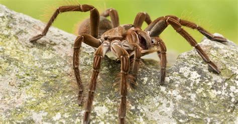 goliath tarantula vs camel spider what are 8 key differences wiki point