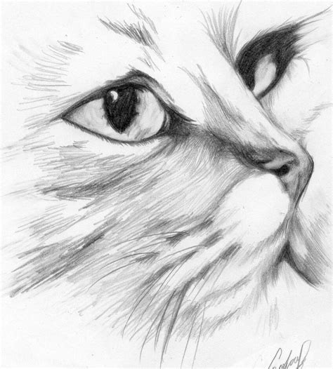 Dibujo De Gatos A Lapiz Gatos Dibujados A Lapiz Imagui Cats Cat Art