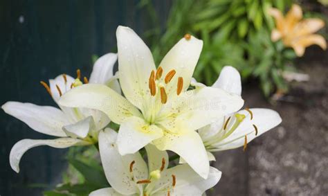 Lilies In The Garden White And Purple Blooming Lily Royal Breed Of