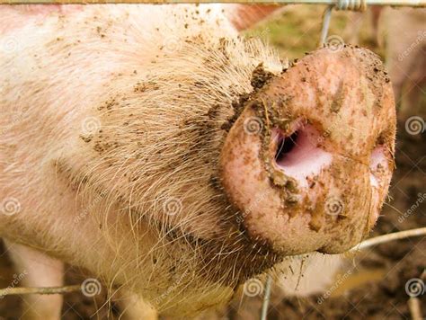 Pig Snout Stock Image Image Of Nose Nosey Smell Nature 23268079