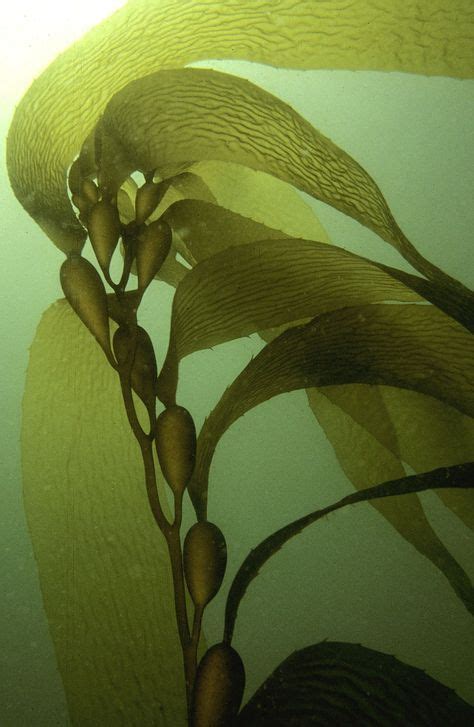 Kelp Laminariales Spp Underwater Plants Sea Plants Patterns In Nature