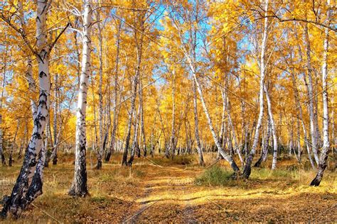A Cold Autumn Morning In The Siberian Forest Siberian Forest Autumn
