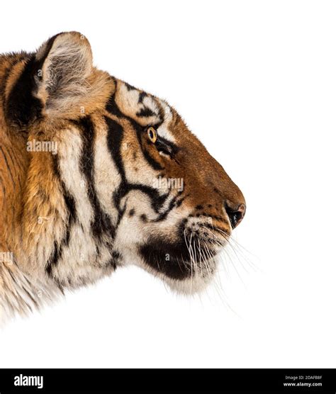 Side View On A Tigers Head Isolated Stock Photo Alamy