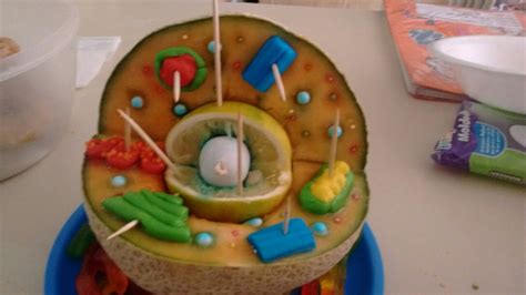 Hola en este video, te muestro el paso a paso para elaborar una celula animal hecha de gelatina con frutas y dulces 100% comestible y deliciosa. La celula animal comestible | Maquetas de celulas, Célula ...