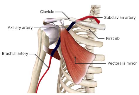 Anterior Axillary Muscle Anatomy