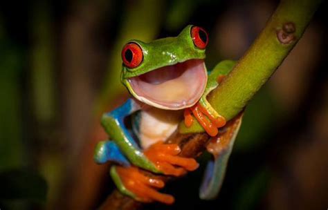 Every Day Is Special March 20 World Frog Day