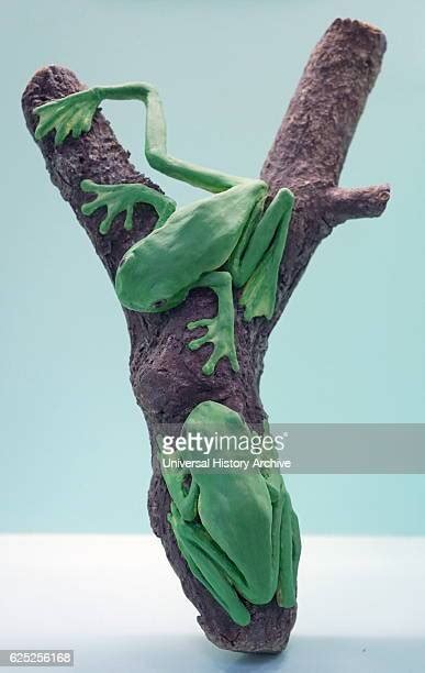 Largest Tree Frog Photos And Premium High Res Pictures Getty Images