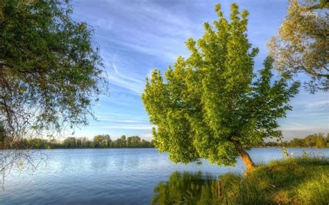 Green Tree Leaning Above The River Hd Wallpaper Green Trees