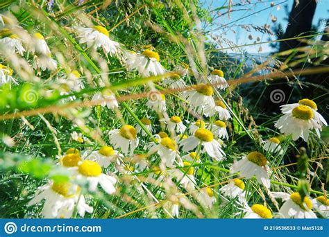 German Camomile Matricaria Chamomilla With Drooping Petals Finish Their