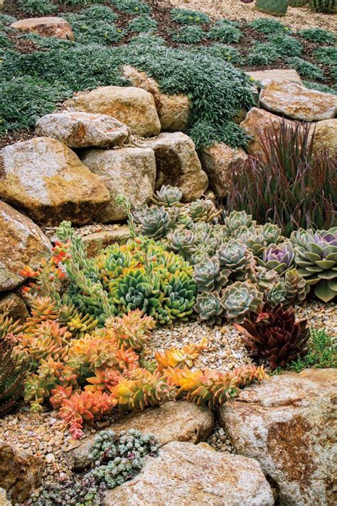 Crowded Together Like Actors On A Stage These Succulents Mingle On A