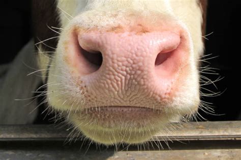 Cow Nose Stock Photos Pictures And Royalty Free Images Istock