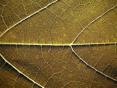 35 Breathtaking Examples Of Patterns In Nature Demilked Patterns In