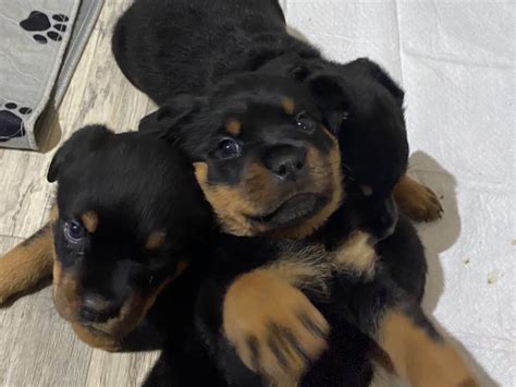 Rottweiler Puppies Rescue Mn : Rottweiler Puppies For Sale | Cannon Falls, MN #346302 : He is an