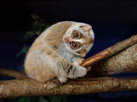 The Slow Loris Have A Light Reflecting Layer In Their Eyes Called The