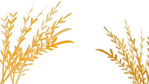 Free Yellow Rice Plant Illustration Background 21095537 Png With