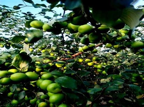Full Sun Exposure Kashmiri Green Apple Ber Plant For Garden At Rs 10plant In Kolkata
