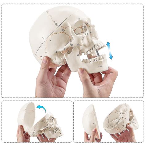 Upgraded Life Size Human Head Skull Anatomical Model With Newest Laser
