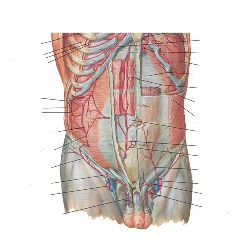 Netters Anterior Abdominal Arteries Diagram Quizlet