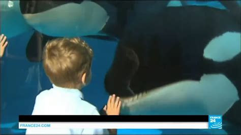 us seaworld theme parks to stop breeding killer whales in captivity youtube