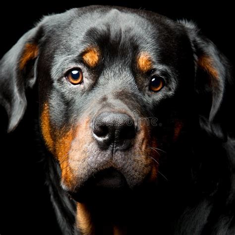 Rottweiler Dog Portrait Stock Image Image Of Cute Contrast 61380741