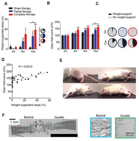 Cortex Dependent Recovery Of Unassisted Hindlimb Locomotion After