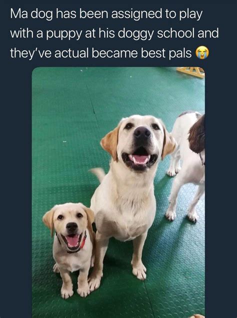 Good Puppers Rwholesomememes