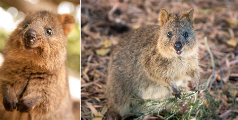 Cute Australian Animals List