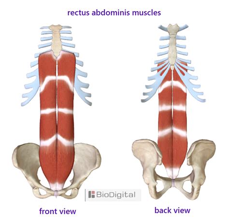 Rectus Muscle Anatomy
