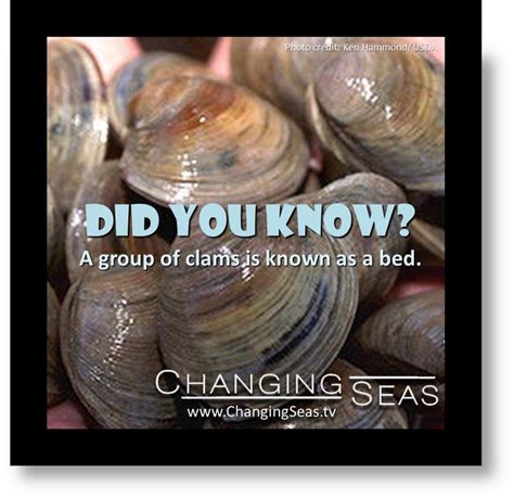 Did You Know A Group Of Clams Is Known As A Bed Themoreyouknow The More You Know Clams