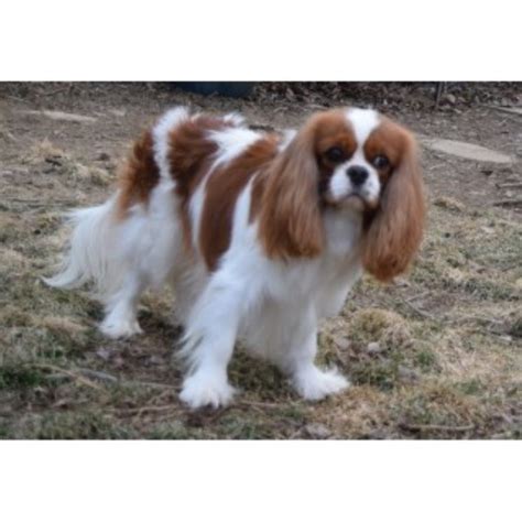 King charles cavalier spaniel has gained much popularity in the last few years due to its beauty, sweet temperament, gentleness, and also loving nature. Running Horse Farm, Cavalier King Charles Spaniel Breeder ...