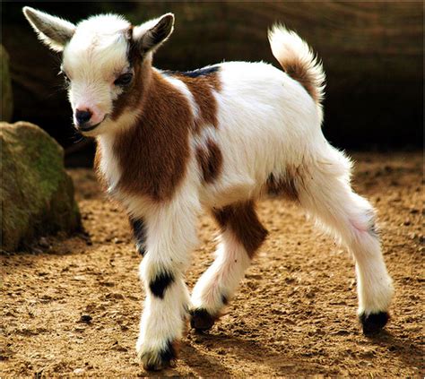 Funny Animals Cute Baby Goat Pictures