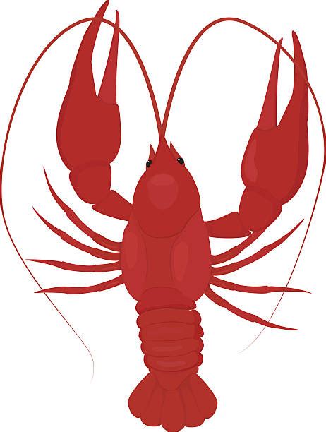 Crawfish Illustrations Royalty Free Vector Graphics And Clip Art Istock