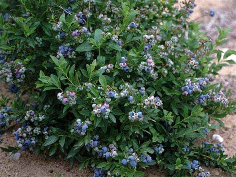 Low Bush Blueberry For Sale Wholesale Plants Online