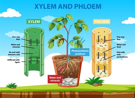 Diagram Showing Xylem And Phloem Of Plant 2701788 Vector Art At Vecteezy
