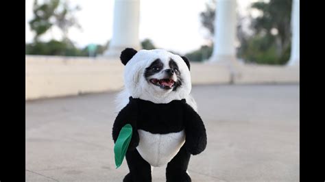 Panda Dog Halloween Costume Pandaloon Walking Koala Pet Costume