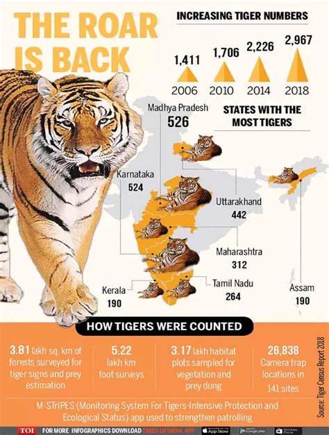 The Number Of Tigers Increased In India Almost Royal Bengal
