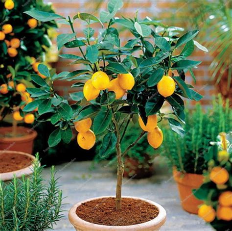 Fruit Plant Bonsai Lemon Potted Edible Tangerine Citrus Fruit Dwarf