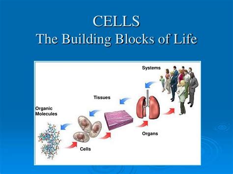 Ppt Cells The Building Blocks Of Life Powerpoint Presentation Id831651