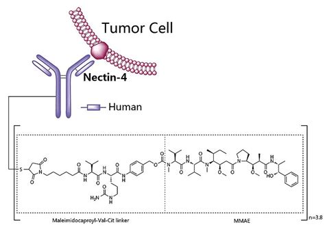 抗肿瘤靶点新秀国内首个Nectin 4 ADC 获批临床 近日国家药品监督管理局药品审评中心CDE显示 迈威生物 靶向Nectin