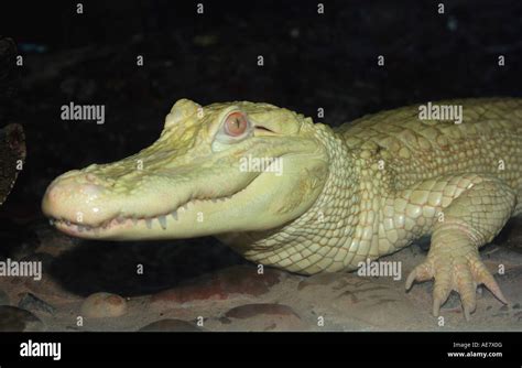 American Alligator Alligator Mississippiensis White Alligator