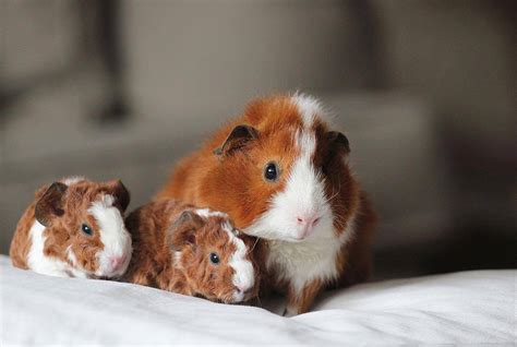 Guinea Pig Origins History Lineage And Other Facts Pet Keen