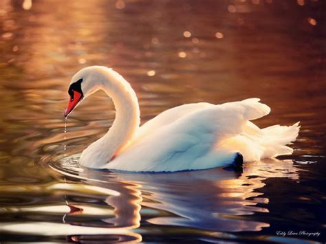 Beautiful Swan Lake Wallpapers Top Free Beautiful Swan Lake