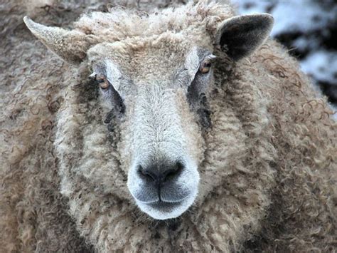 You could say i own a sheep and you could say, i own a flock (a group) of sheep. Can You Name These 15 Difficult Plurals? | Playbuzz
