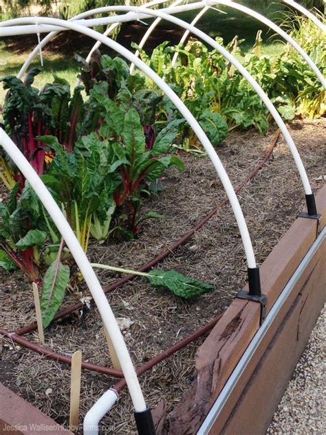 5 Simple Steps To Build Low Tunnels Grow Greens And Root Vegetables